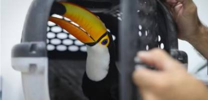 schmuggel von wildtieren: einsatzkräfte beschlagnahmen zehntausende lebende tiere