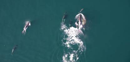 kanada: orcas und delfine gehen gemeinsam auf die jagd