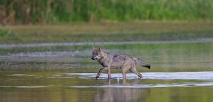 Wölfe in Deutschland und die geplante Änderung im Bundesjagdgesetz: »Die falsche Strategie«