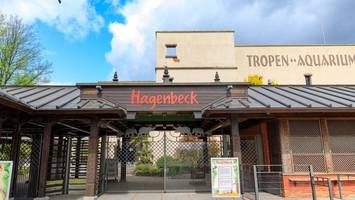 Neuzugang bei Hagenbeck: Diese bedrohte Tierart zieht jetzt ein