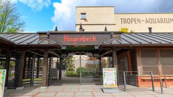 Neuzugang bei Hagenbeck: Diese bedrohte Tierart zieht jetzt ein