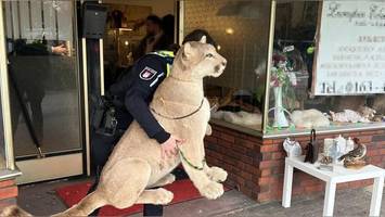 toten puma und hundepelz illegal zum kauf angeboten? polizei schreitet ein