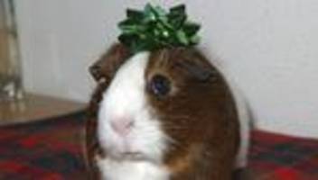 haustiere und kinder: was meine kinder von unseren meerschweinchen gelernt haben