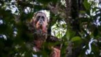 Tapanuli-Orang-Utan: Seltene Orang-Utans nach Flutkatastrophe in Indonesien bedroht