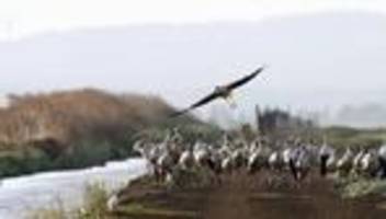 Tierseuche: 400 Störche in Spanien an Vogelgrippe verendet