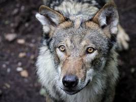 artenschutz: streit um den wolf: wie viel raubtier verträgt deutschland?