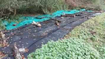 invasion aus sibirien: diese pflanze sorgt in berlin für probleme