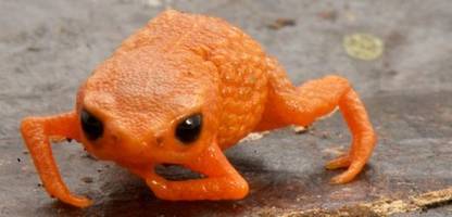 Kuriose Tiere: Diese Kreaturen haben Forscher schon entdeckt