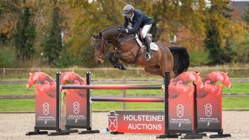 175.000 Euro! Hengst Chuck erzielt Rekordsumme bei Elite-Auktion