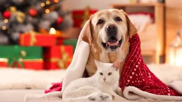 die gefahr lauert im weihnachtsbaum: das müssen halter von haustieren wissen