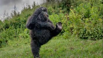 Junger Gorilla gibt „High Five“ und tanzt sich zum Fotopreis