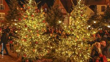 Wie im Märchen: Wo ein ganzer Wald aus Weihnachtsbäumen steht