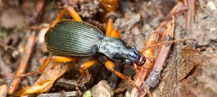 im hinterleib mischt er explosive stoffe an: neuer fund des schwarzen bombardierkäfers in bayern