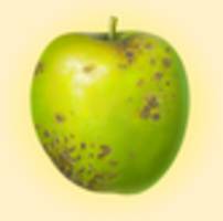 gentechnik in der landwirtschaft: noch immer ein zankapfel