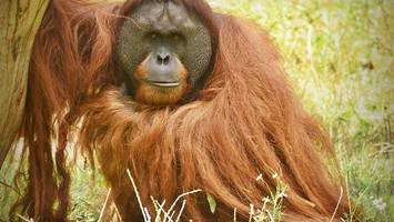 seltenste orang-utan-art nach flutkatastrophe in indonesien stark bedroht