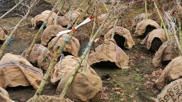 Treptow-Köpenick passt sich ans Klima an – Baumlieferung trifft ein