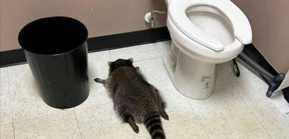 virginia: trunksüchtigem waschbär werden mehrfache einbrüche vorgeworfen