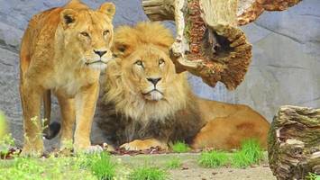 Hagenbeck erstmals ohne Löwen – auf Neuzugänge müssen Besucher lange warten