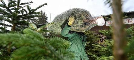 was macht den perfekten christbaum aus? zu besuch bei einem, der es wissen muss