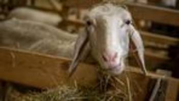 Tierisches zum Fest: Schafe, Esel, Ochse – wie steht es um die Krippentiere?