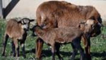 Tierrettung: Mann sperrt gestohlene Schafe in Zimmer – Polizei greift ein