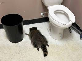 glosse: das streiflicht: was ein betrunkener waschbär über uns menschen verrät