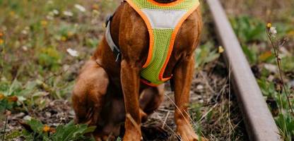 Deutsche Bahn: Artenschutzspürhund Clyde erschnüffelt bedrohte Tierarten