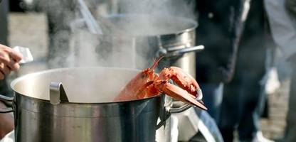 Kochtöpfe von WMF, ELO, STUR, HexClad: Fünf Modelle für große Runden im Test