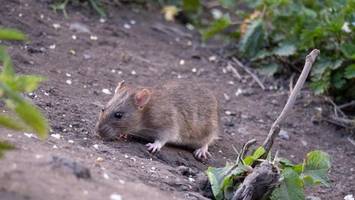 Rattengift in Hamburger Baumärkten – Verbot kommt später als gedacht