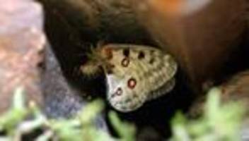 Mosel-Apollofalter: Umwelthilfe geht gegen Urteil für Hubschrauber-Spritzung vor