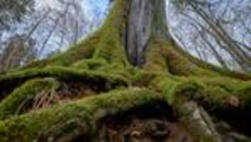 natur: klimaschutzministerin: dem wald geht es besser