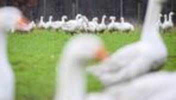 Vor dem Weihnachtsgeschäft: Folgen der Geflügelpest - werden Weihnachtsgänse teurer?