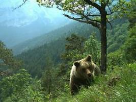Veränderung in den Genen: Menschlicher Kontakt macht wilde Bären friedfertiger