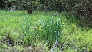 „Stille Klimaschützer“: So macht Berlin ausgetrocknete Moore wieder fit