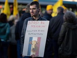 frankreich: „ein massaker“: rinderseuche bringt macron in bedrängnis
