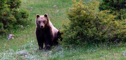 appenin-braunbären: wie die tiere in mittelitalien weniger aggressiv wurden