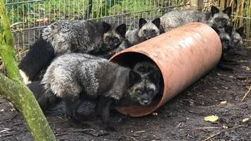 „Übelste haltung“: tierretter befreien 13 verwahrloste silberfüchse