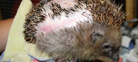 mähroboter dürfen nachts nicht mehr fahren