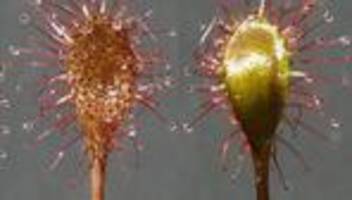 Botanik: Neue fleischfressende Pflanze aus Bayern entdeckt