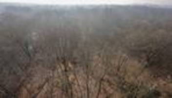 Naturschutz: Grüne verlangen besseren Schutz von Stadtwäldern