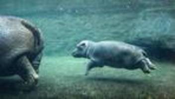zoologischer garten: junges hippo soll willi wackelöhrchen heißen