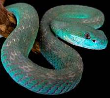 vipern trenden als haustiere: disney-film löst gefährlichen giftschlangen-hype in china aus