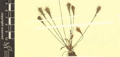 Bayern: Neue fleischfressende Pflanze entdeckt