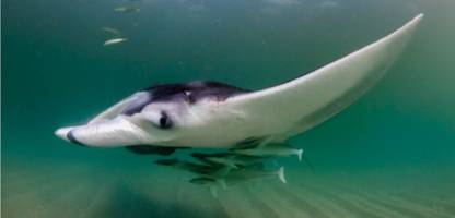 studie: teufelsrochen kreieren mobile Ökosysteme