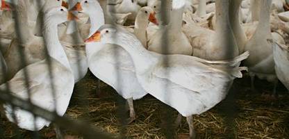 Brandenburg: Vorwurf der Tierquälerei – Geflügel-Schlachtbetrieb zieht Konsequenzen