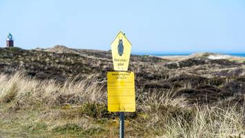 Gefährliche Invasion auf Sylt: Insel kämpft gegen die Kartoffelrose