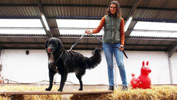 lebensfreude auf drei beinen: familie adoptiert straßenhund carlo trotz handicap