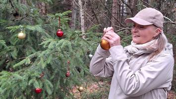 Weihnachtsschmuck contra Naturschutz – Tannenbaum im Moor geplündert