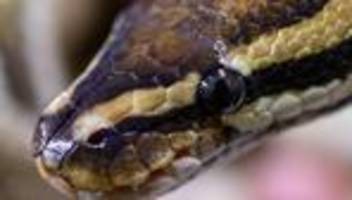 Niederbayern: Pythons im Wald ausgesetzt? Ermittlungen gegen 24-Jährigen