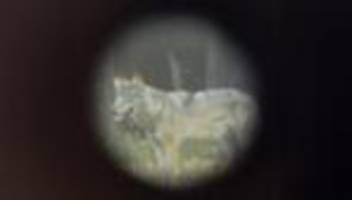 Wölfe in Deutschland: Bundesregierung einigt sich auf leichteren Abschuss von Wölfen